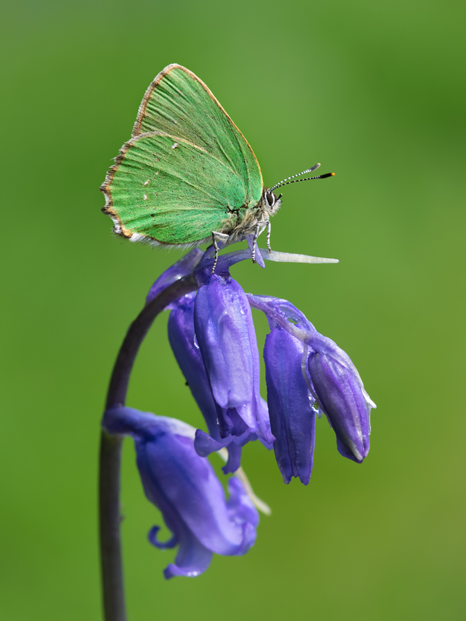 Green Hairstreak 7